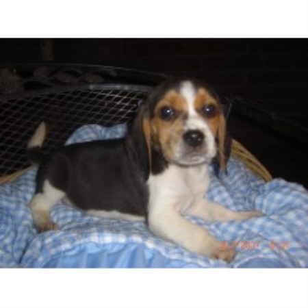 beagle puppies for sale in california pilcher s pups beagle breeder in fresno california listing id 21118 beagle puppies for sale in california pilcher s pups beagle breeder in fresno california listing id 21118