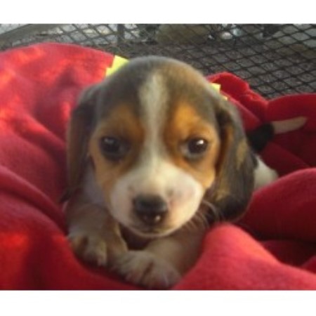 free puppies fresno ca pilcher s pups beagle breeder in fresno california free puppies fresno ca pilcher s pups beagle breeder in fresno california