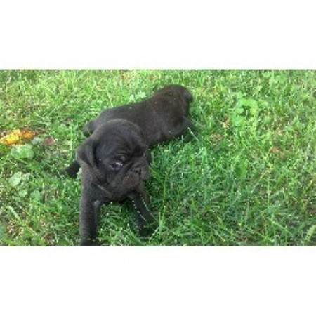 pugs in pa pug breeders in pennsylvania freedoglistings pugs in pa pug breeders in pennsylvania freedoglistings