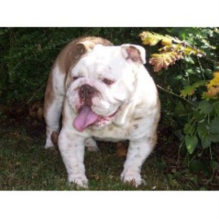bulldog puppies oregon bulldog bulldog bulldog breeders in oregon freedoglistings bulldog puppies oregon bulldog bulldog bulldog breeders in oregon freedoglistings
