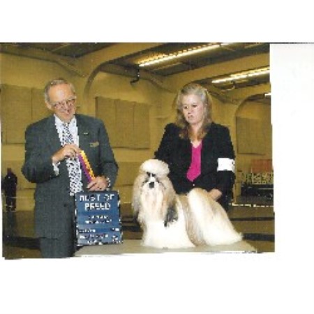 shih tzu rescue ta shih tzu breeders and kennels freedoglistings page 5 shih tzu rescue ta shih tzu breeders and kennels freedoglistings page 5