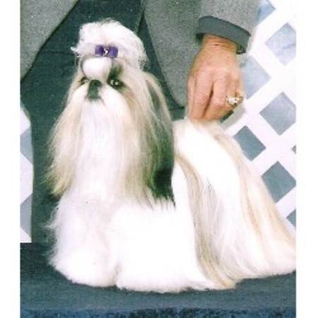 shih tzu puppies reno cyn lu shih tzu s shih tzu breeder in reno nevada listing id 21139 shih tzu puppies reno cyn lu shih tzu s shih tzu breeder in reno nevada listing id 21139
