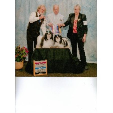 shih tzu stud near me cyn lu shih tzu s shih tzu breeder in reno nevada shih tzu stud near me cyn lu shih tzu s shih tzu breeder in reno nevada
