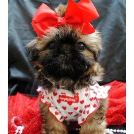 shih tzu breeder california beautys tiny shih tzu shih tzu breeder in san jose california shih tzu breeder california beautys tiny shih tzu shih tzu breeder in san jose california