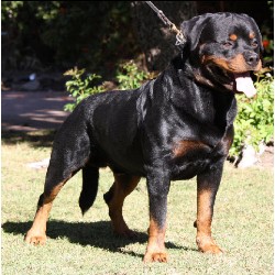 chion rottweiler puppies for sale reputable rottweiler breeders in michigan chion rottweiler puppies for sale reputable rottweiler breeders in michigan