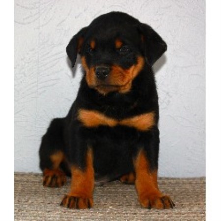 alberta rottweiler rescue rottweilers rottweiler breeder in calgary alberta alberta rottweiler rescue rottweilers rottweiler breeder in calgary alberta