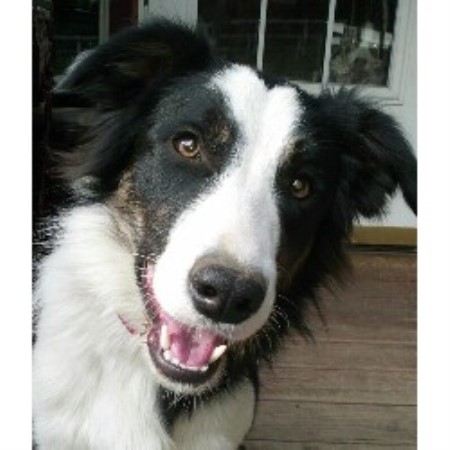 border collie puppies michigan regal farms border collie breeder in rockford michigan listing id 21234 border collie puppies michigan regal farms border collie breeder in rockford michigan listing id 21234