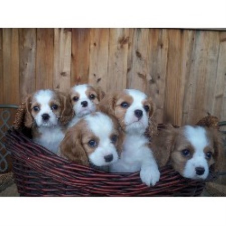 Cavalier King Charles Spaniel breeder Jamestown 21249