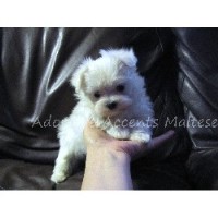 Maltese Breeders Virginia Beach Maltese Breeders Virginia Beach