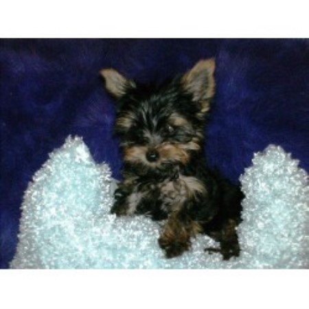 dallas yorkie rescue terrier yorkie breeders in freedoglistings dallas yorkie rescue terrier yorkie breeders in freedoglistings