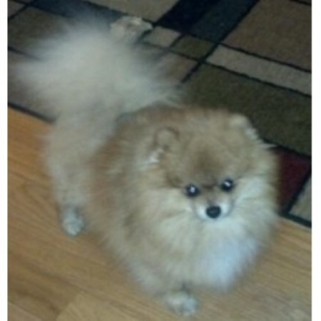 pomeranian breeders wisconsin pomeranians for amour pomeranian breeder in helenville wisconsin pomeranian breeders wisconsin pomeranians for amour pomeranian breeder in helenville wisconsin