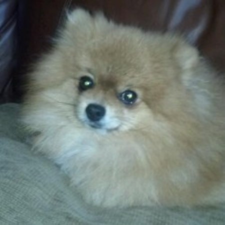 pomeranian breeders wisconsin pomeranians for amour pomeranian breeder in helenville wisconsin pomeranian breeders wisconsin pomeranians for amour pomeranian breeder in helenville wisconsin