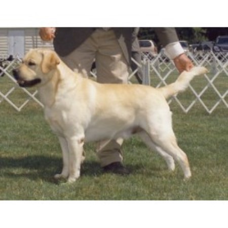 free lab puppies in michigan honadore labradors labrador retriever breeder in clair shores michigan free lab puppies in michigan honadore labradors labrador retriever breeder in clair shores michigan