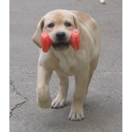 free lab puppies in michigan honadore labradors labrador retriever breeder in clair shores michigan free lab puppies in michigan honadore labradors labrador retriever breeder in clair shores michigan