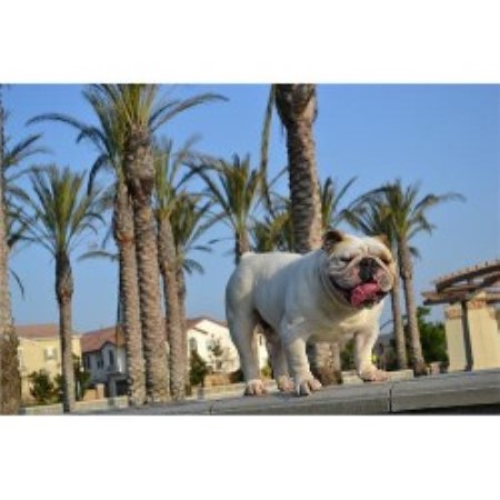 free puppy ads in inland empire inland empire bulldogs bulldog breeder in fontana california free puppy ads in inland empire inland empire bulldogs bulldog breeder in fontana california