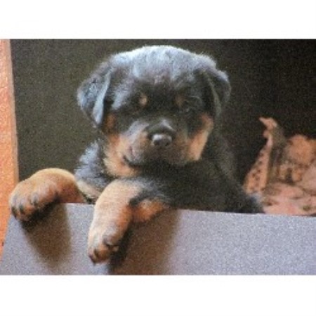 rottweiler breeders illinois cernys rottweilers rottweiler breeder in granite city illinois rottweiler breeders illinois cernys rottweilers rottweiler breeder in granite city illinois