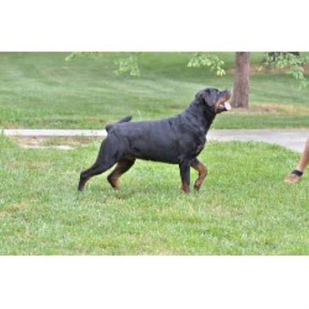 rottweiler breeders illinois cernys rottweilers rottweiler breeder in granite city illinois rottweiler breeders illinois cernys rottweilers rottweiler breeder in granite city illinois