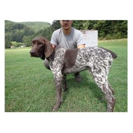german shorthaired pointer puppies va kuntz kennels german shorthaired pointer breeder in belva german shorthaired pointer puppies va kuntz kennels german shorthaired pointer breeder in belva