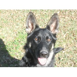 German Shepherd Dog Breeder in Texas