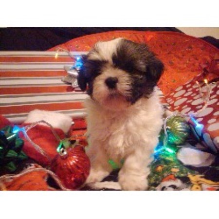 shih tzu bakersfield miranda shih tzu breeder in bakersfield california shih tzu bakersfield miranda shih tzu breeder in bakersfield california