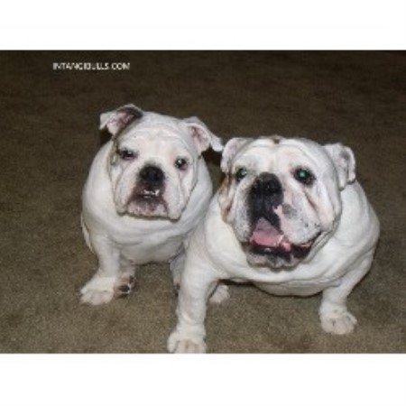 bulldog puppies washington state bulldog bulldog bulldog breeders in washington freedoglistings bulldog puppies washington state bulldog bulldog bulldog breeders in washington freedoglistings