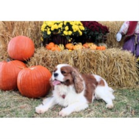 Cavalier King Charles Spaniel breeder Crescent 21388