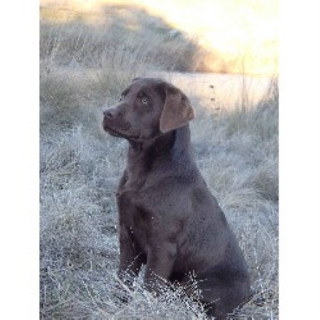 lab puppies nh chocolate lab puppies new breeds picture lab puppies nh chocolate lab puppies new breeds picture