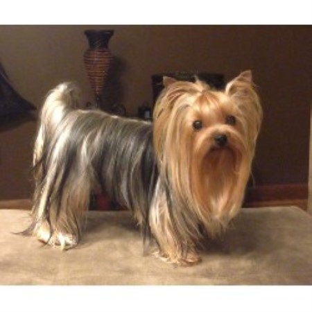 yorkies for sale in shreveport la terrier yorkie studs in louisiana freedoglistings usa yorkies for sale in shreveport la terrier yorkie studs in louisiana freedoglistings usa