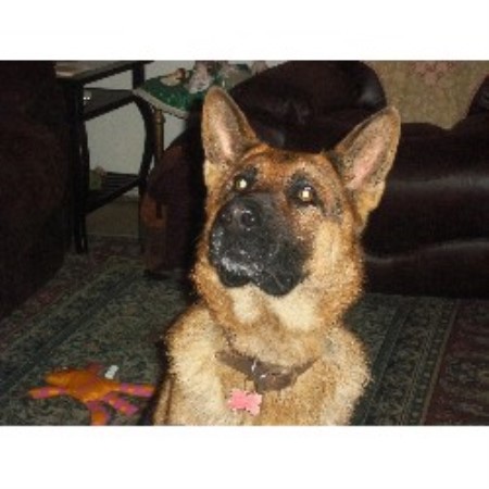 YSCAKC German Shepherd Brave