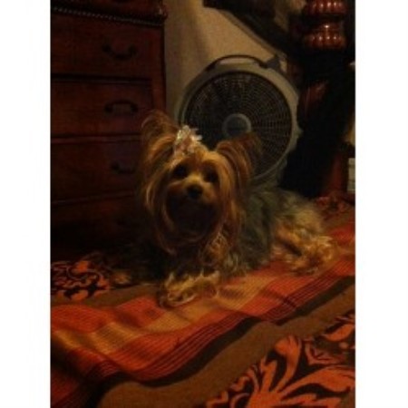 yorkie puppies for sale in shreveport la terrier yorkie breeders in louisiana freedoglistings yorkie puppies for sale in shreveport la terrier yorkie breeders in louisiana freedoglistings