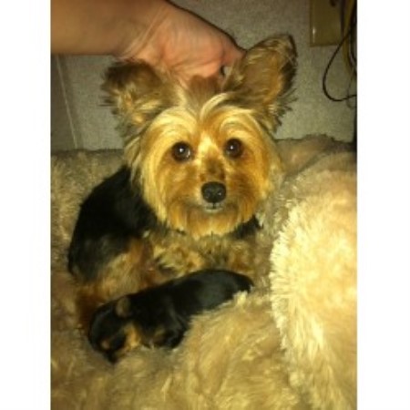 yorkies in louisiana shawn s precious yorkies terrier breeder in kinder louisiana listing id yorkies in louisiana shawn s precious yorkies terrier breeder in kinder louisiana listing id