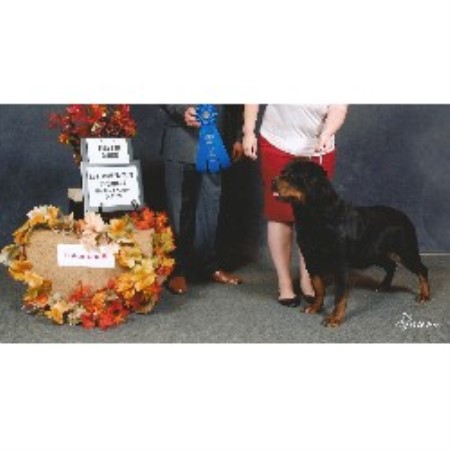 columbia rottweilers vaccaro rottweilers rottweiler breeder in surrey columbia columbia rottweilers vaccaro rottweilers rottweiler breeder in surrey columbia