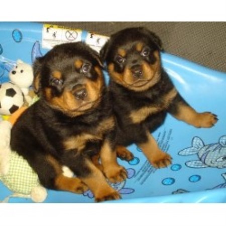 columbia rottweilers vaccaro rottweilers rottweiler breeder in surrey columbia columbia rottweilers vaccaro rottweilers rottweiler breeder in surrey columbia