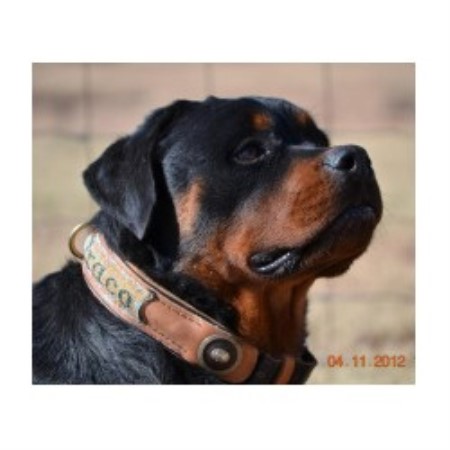 rottweiler rescue ranch rottweiler breeders in arizona freedoglistings rottweiler rescue ranch rottweiler breeders in arizona freedoglistings