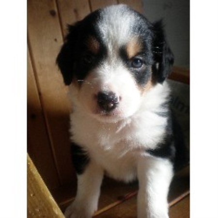 australian shepherd puppies tennessee miniature australian shepherd aussie breeders in australian shepherd puppies tennessee miniature australian shepherd aussie breeders in