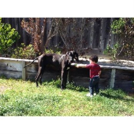 Great Dane breeder Monterey 21512