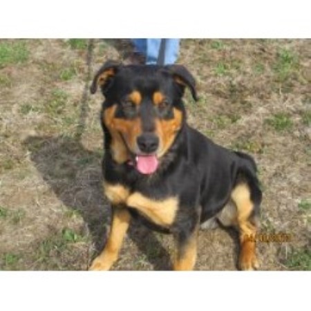rottweiler breeders portland oregon rottweiler rescue in oregon breeds picture rottweiler breeders portland oregon rottweiler rescue in oregon breeds picture