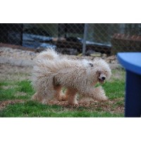 Chinese Crested Dog Rescue Florida Chinese Crested Dog Rescue Florida