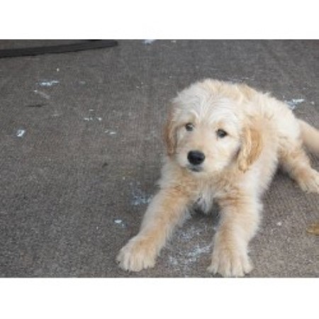 forever paws puppy rescue indiana hilltop golden paws goldendoodles goldendoodle breeder in duncansville pennsylvania forever paws puppy rescue indiana hilltop golden paws goldendoodles goldendoodle breeder in duncansville pennsylvania