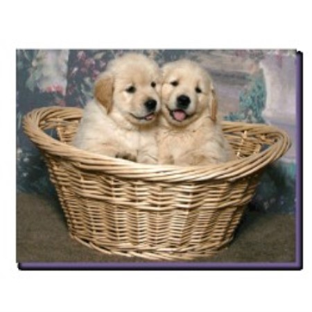 hilltop golden retrievers hilltop golden paws golden retriever breeder in duncansville pennsylvania hilltop golden retrievers hilltop golden paws golden retriever breeder in duncansville pennsylvania