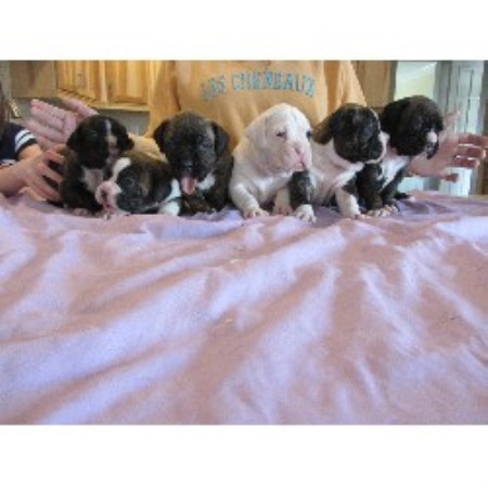 boxer puppies in michigan boxer breeders in michigan freedoglistings boxer puppies in michigan boxer breeders in michigan freedoglistings