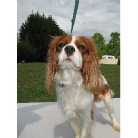 spaniel cavalier stud charles king easley carolina south dog freedoglistings