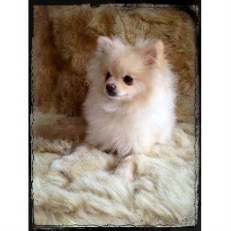 pomeranian breeders mn secret garden pomeranian pomeranian breeder in cook minnesota pomeranian breeders mn secret garden pomeranian pomeranian breeder in cook minnesota