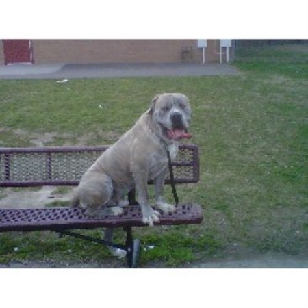 puppies for sale chico ca puppies for sale in oregon brindle mastiff puppies for sale breeds picture puppies for sale chico ca puppies for sale in oregon brindle mastiff puppies for sale breeds picture