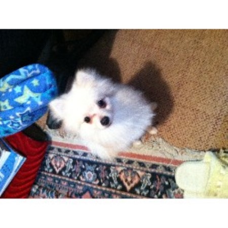 pomeranian puppies sc pomeranian breeders in south carolina freedoglistings breeds picture pomeranian puppies sc pomeranian breeders in south carolina freedoglistings breeds picture