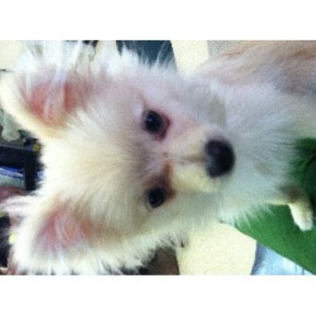pomeranian breeders nc pomeranian services pomeranian breeder in kinston carolina listing pomeranian breeders nc pomeranian services pomeranian breeder in kinston carolina listing