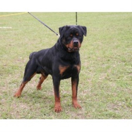 rottweiler puppies in arkansas blue line rottweilers rottweiler stud in benton arkansas listing id 21630 rottweiler puppies in arkansas blue line rottweilers rottweiler stud in benton arkansas listing id 21630