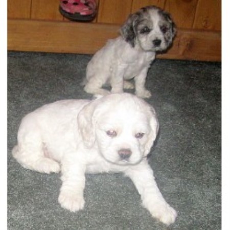 cocker spaniel puppies michigan central michigan cockers american cocker spaniel breeder in blanchard michigan cocker spaniel puppies michigan central michigan cockers american cocker spaniel breeder in blanchard michigan
