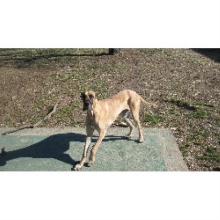 Great Dane breeder New Castle  21644