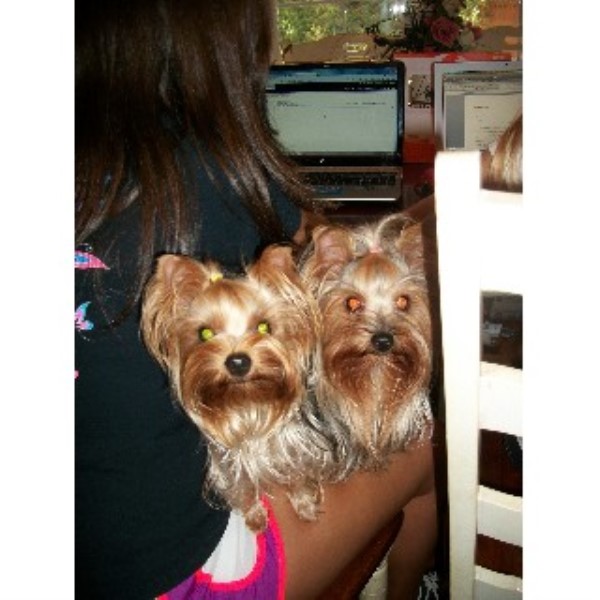 yorkie rescue atlanta ga terrier yorkie for stud in freedoglistings yorkie rescue atlanta ga terrier yorkie for stud in freedoglistings
